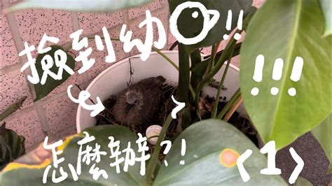 斑鳩幼鳥死亡|撿到小鳥，怎麼辦？！